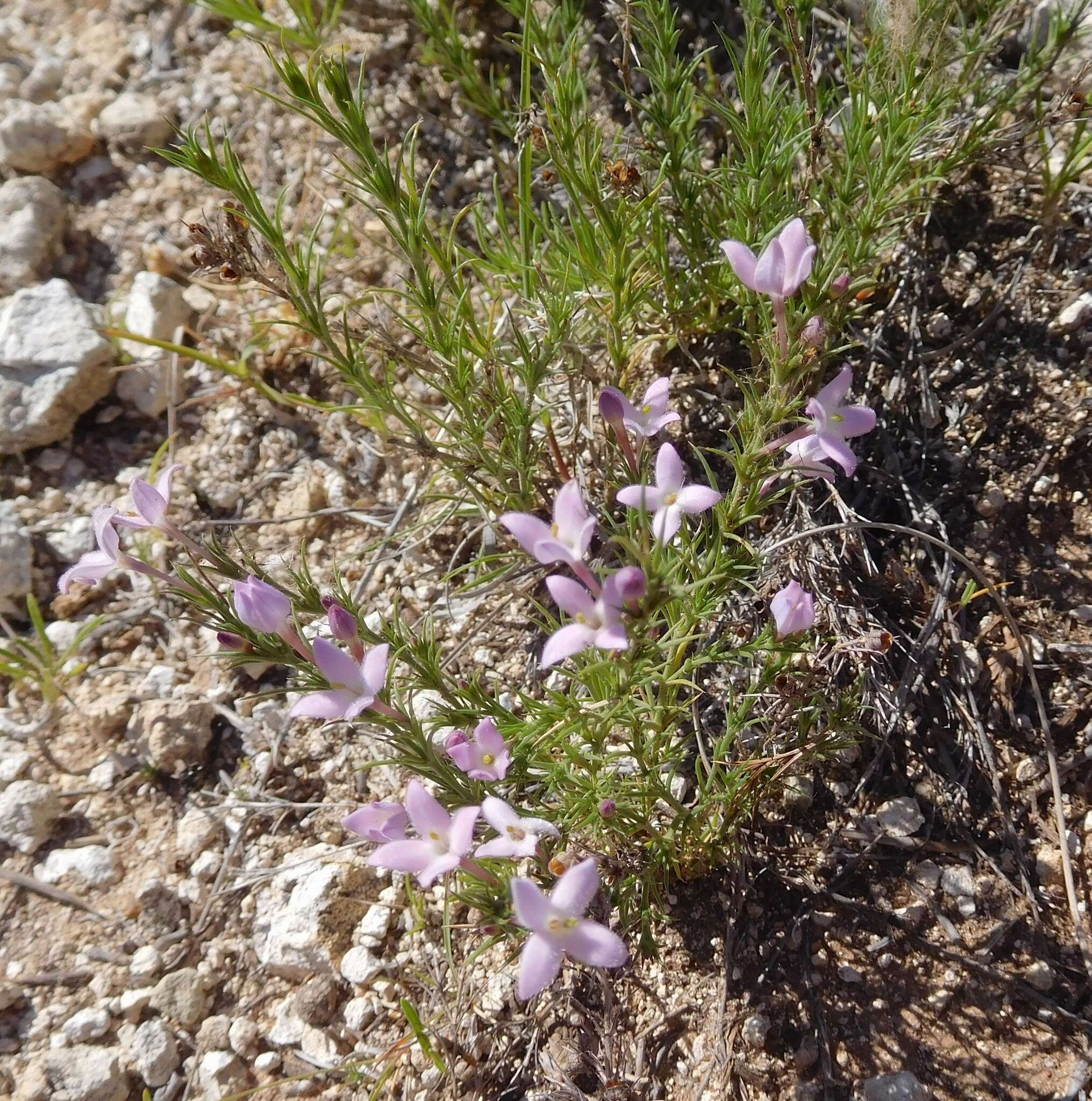 Sivun Houstonia acerosa var. acerosa kuva