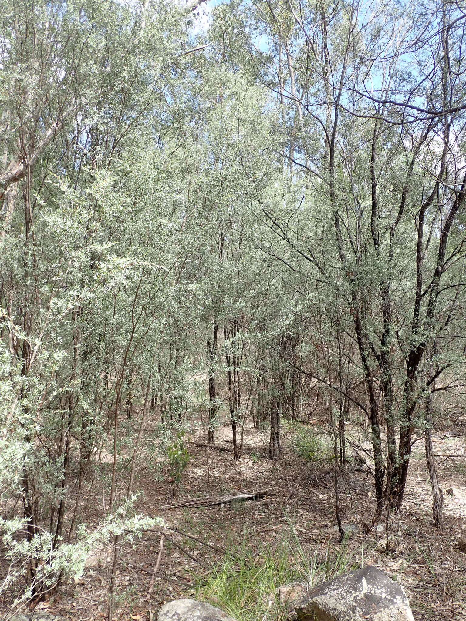 Image of Leptospermum brevipes F. Müll.