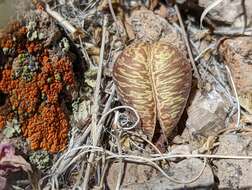 Imagem de Astragalus platytropis A. Gray