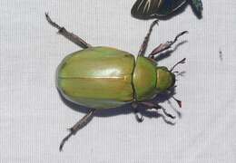 Imagem de Chrysina beyeri (Skinner 1905)