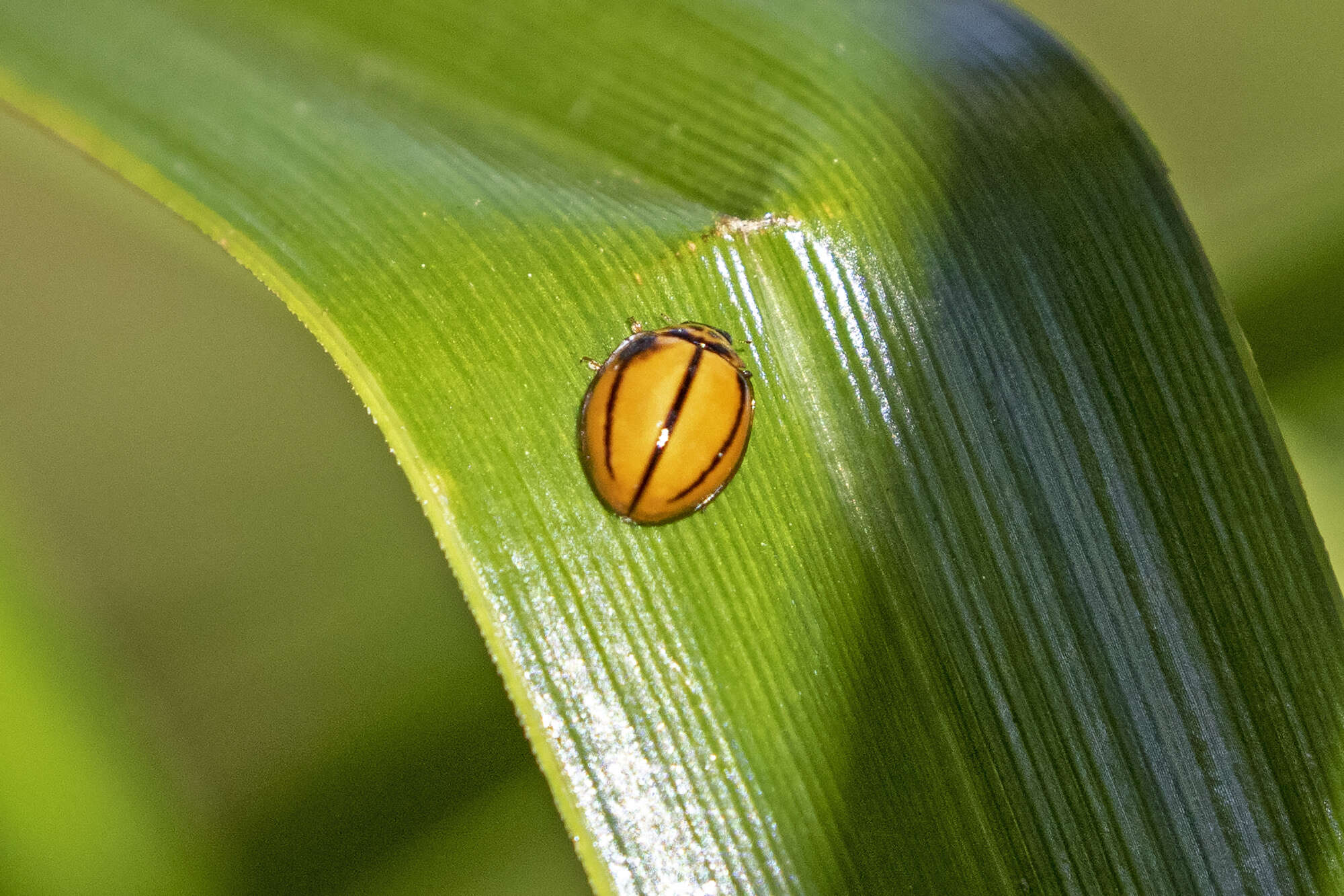 Image of Lady beetle