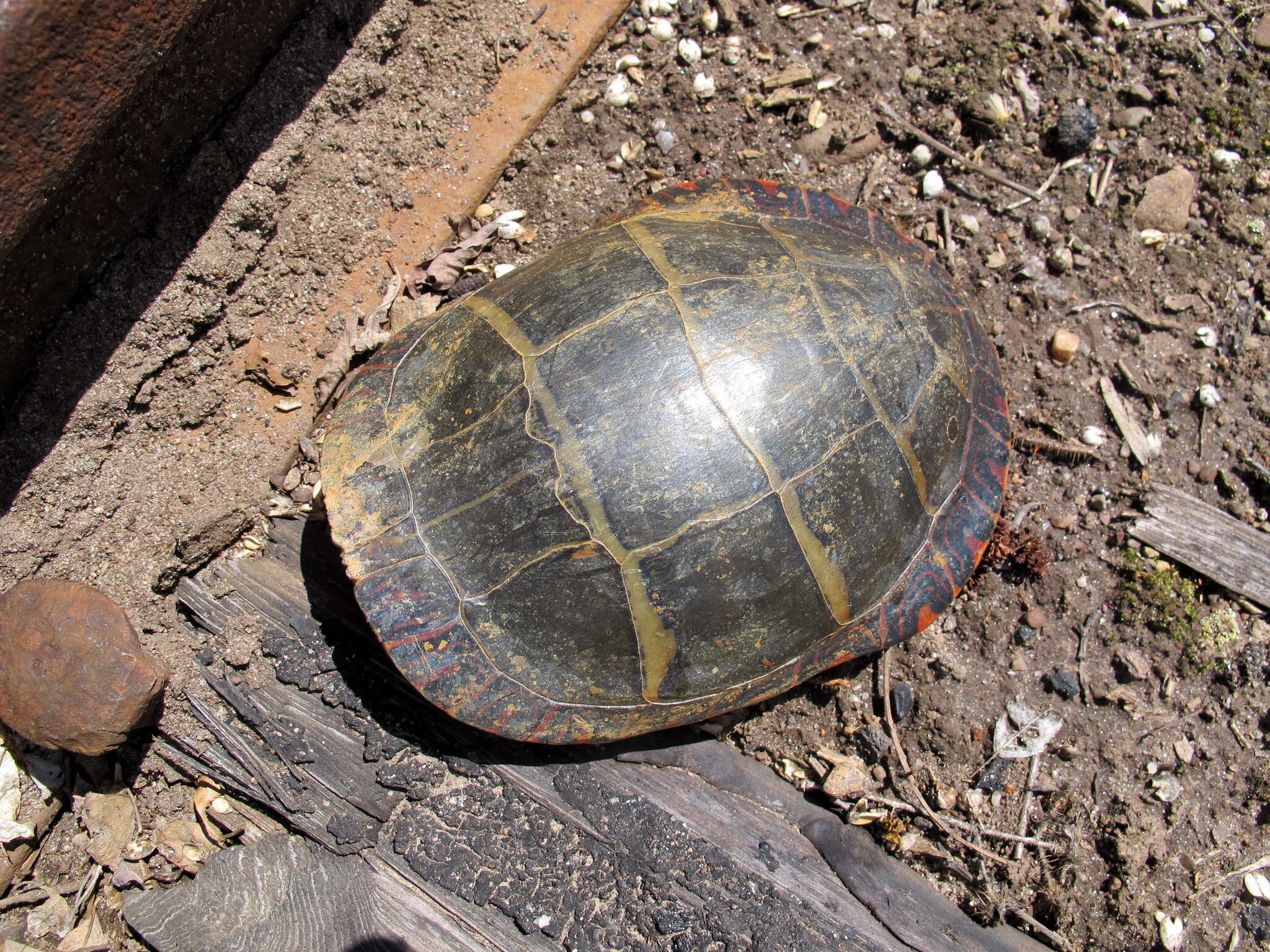 Image of Eastern Painted Turtle