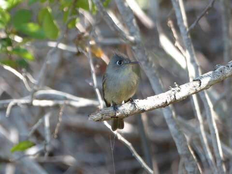 Image of Cuban Pewee