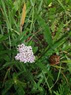 Achillea roseo-alba Ehrend. resmi