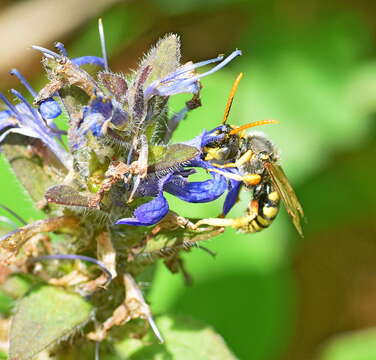 Image of Nomada sexfasciata Panzer 1799