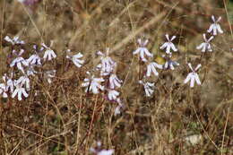 Image of Diastatea tenera (A. Gray) McVaugh