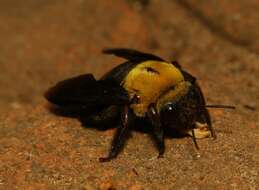 Image of Xylocopa ruficornis Fabricius 1804