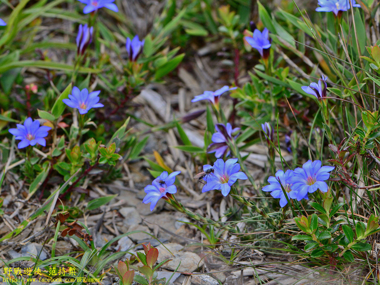 صورة Gentiana arisanensis Hayata