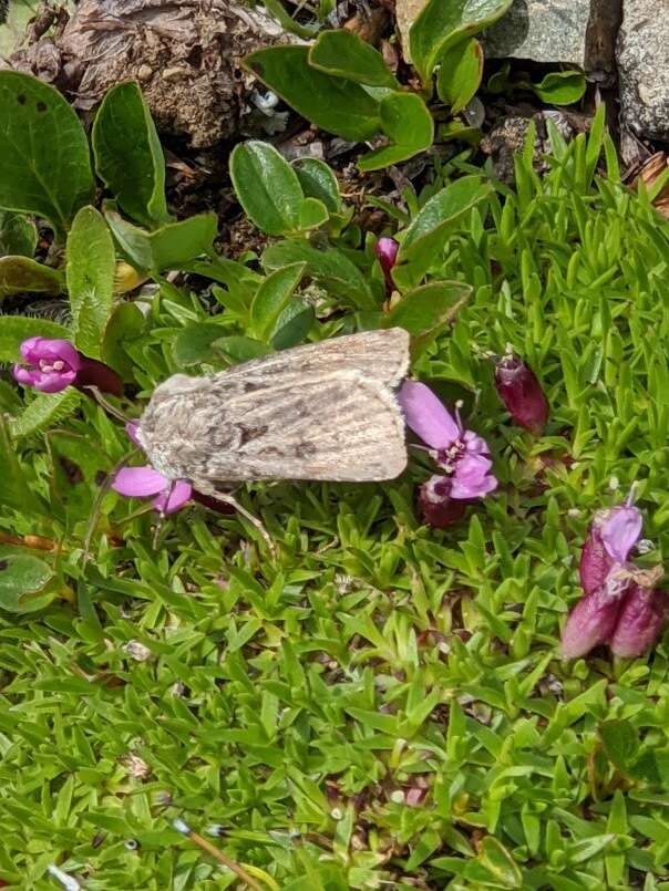 Image of Agrotis ruta Eversmann 1851