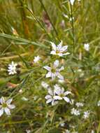 Image of Wand loosestrife