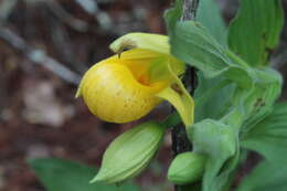 Image de Cypripedium molle Lindl.