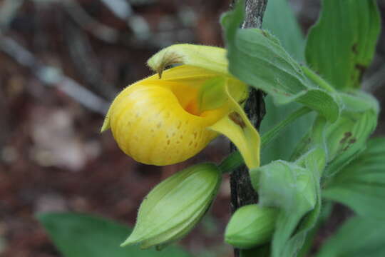 Sivun Cypripedium molle Lindl. kuva