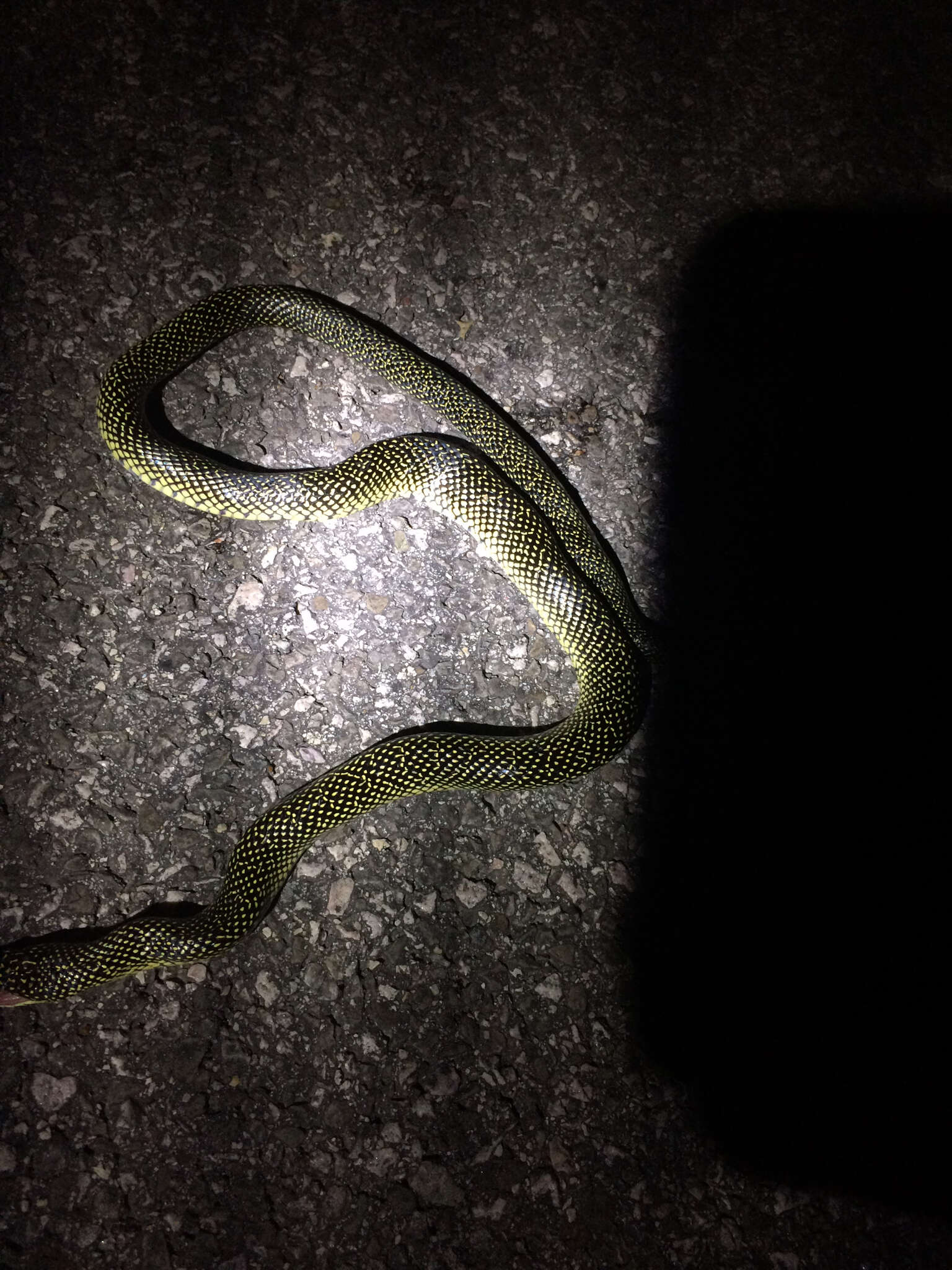 Image of Speckled Kingsnake