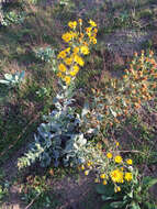 Слика од Heterotheca grandiflora Nutt.