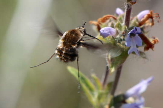 Image of Bombylius lancifer Osten Sacken 1877