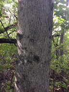 Image of bitternut hickory