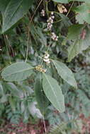 Image of Deeringia polysperma (Roxb.) Moq.