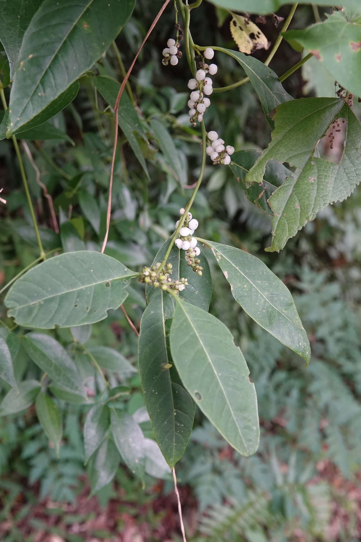 Plancia ëd Deeringia polysperma (Roxb.) Moq.