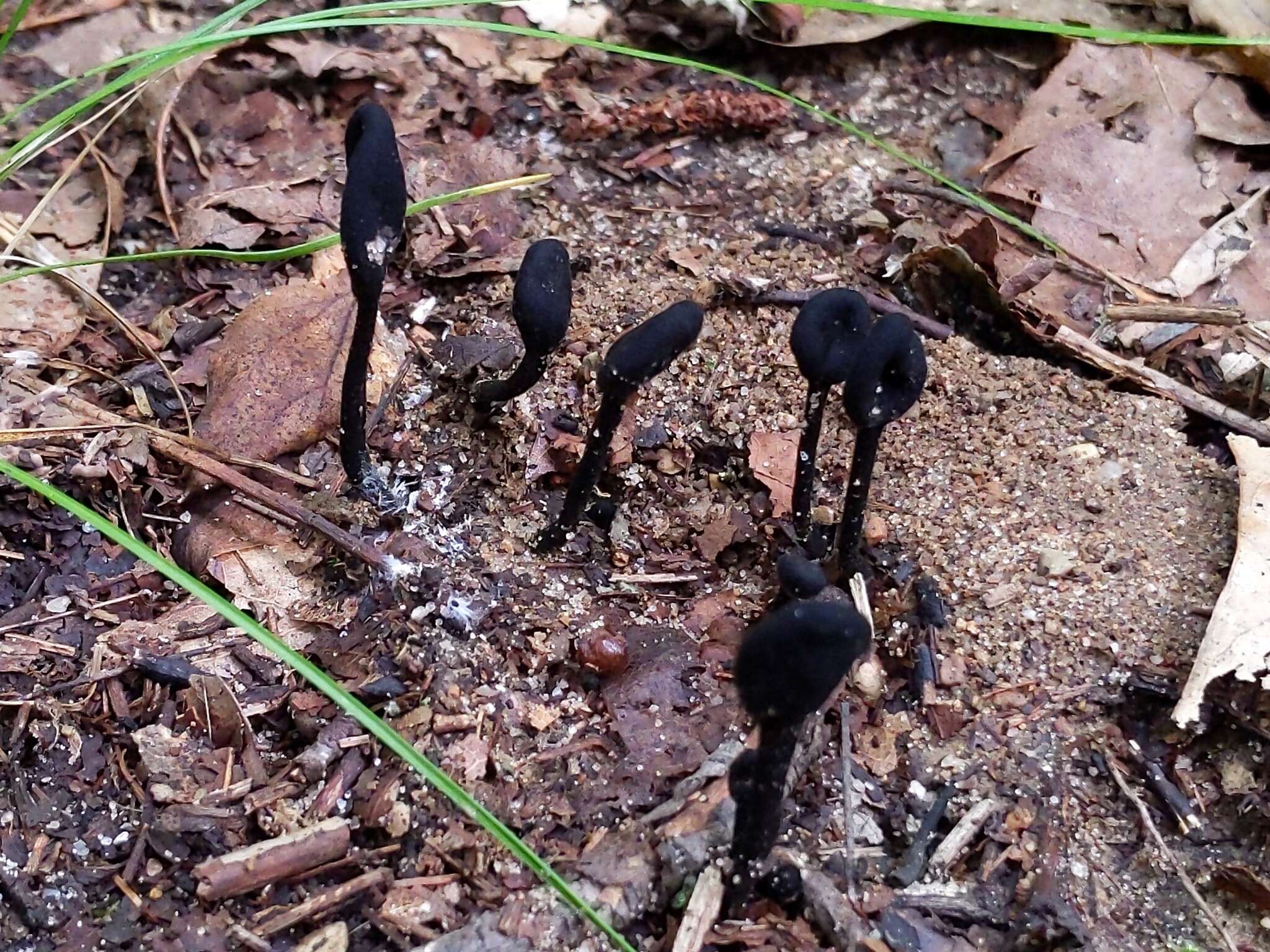 Слика од Trichoglossum variabile (E. J. Durand) Nannf. 1942