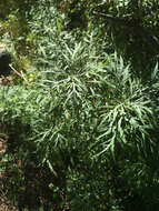 Image of San Diego sagewort