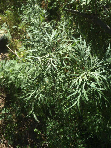 Image of San Diego sagewort