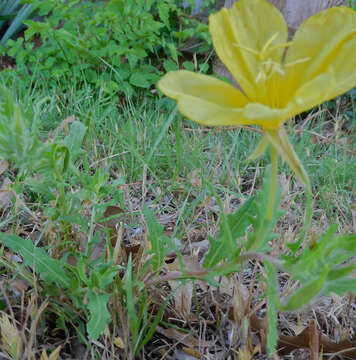 Image of showy evening primrose