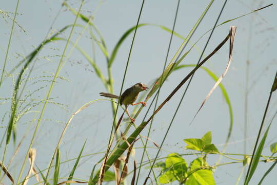 Imagem de Prinia flaviventris (Delessert 1840)