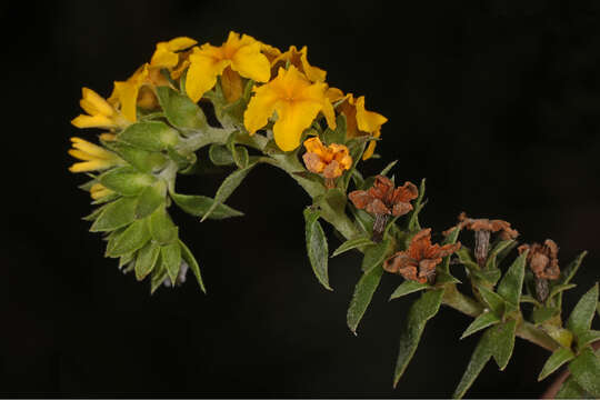 Image of Pineland Heliotrope