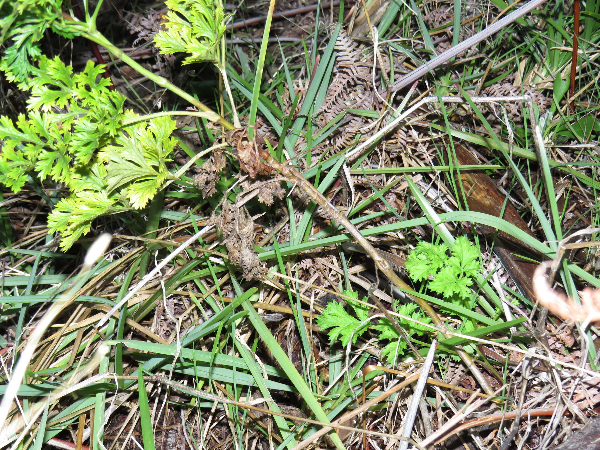 Image of Glia prolifera (Burm. fil.) B. L. Burtt