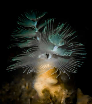 Image of hard tube coco worm