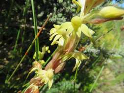 Image de Satyrium bicorne (L.) Thunb.