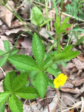 Image of common cinquefoil