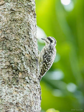 Image of Sunda Pygmy Woodpecker