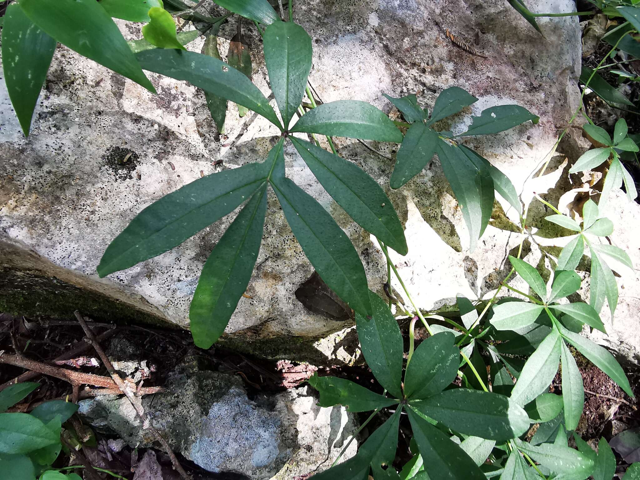 Imagem de Ipomoea heterodoxa Standl. & Steyerm.