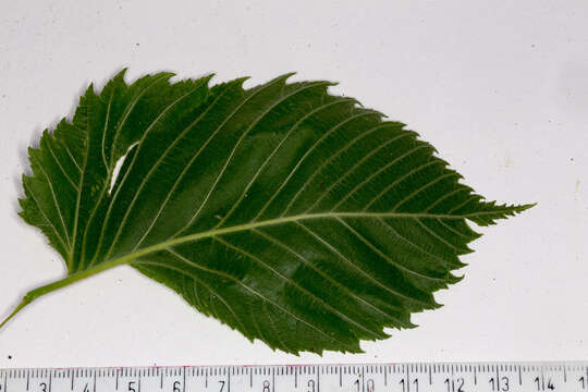 Image of Eurasian elm