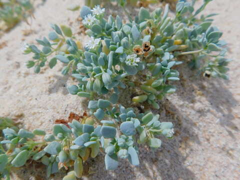 Drymaria holosteoides var. crassifolia (Benth.) J. R. Duke resmi