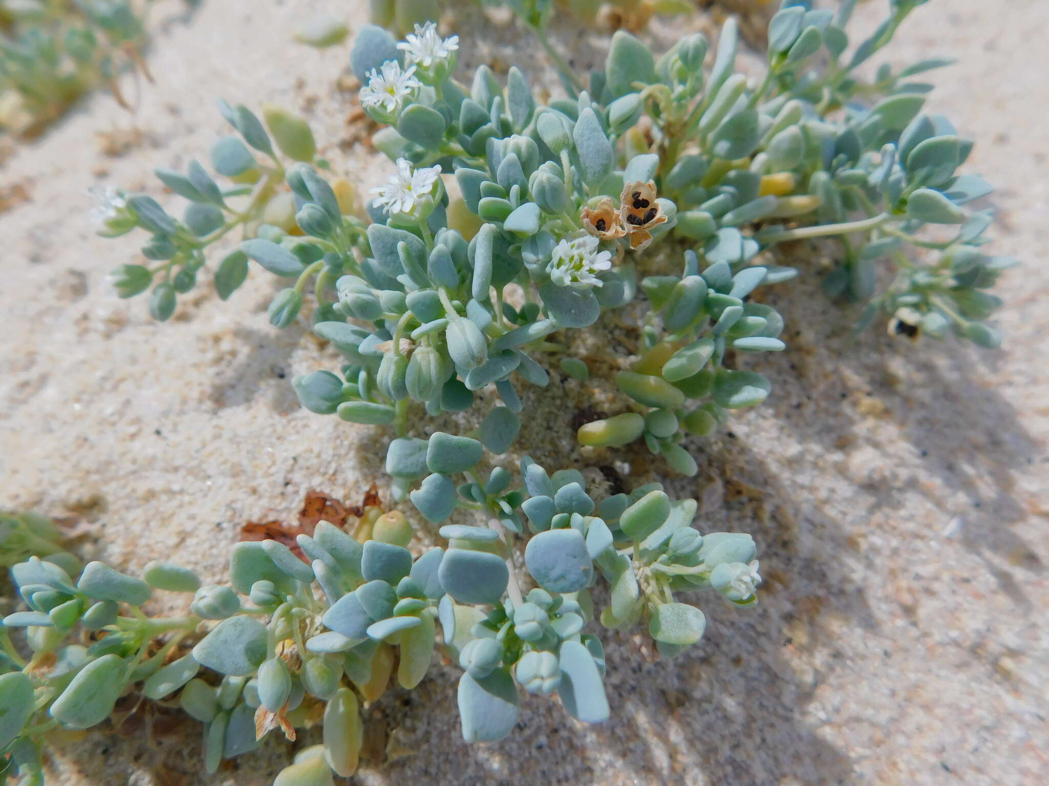 Image of Drymaria holosteoides var. crassifolia (Benth.) J. R. Duke