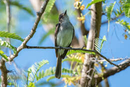 Image of Puerto Rican Flycatcher