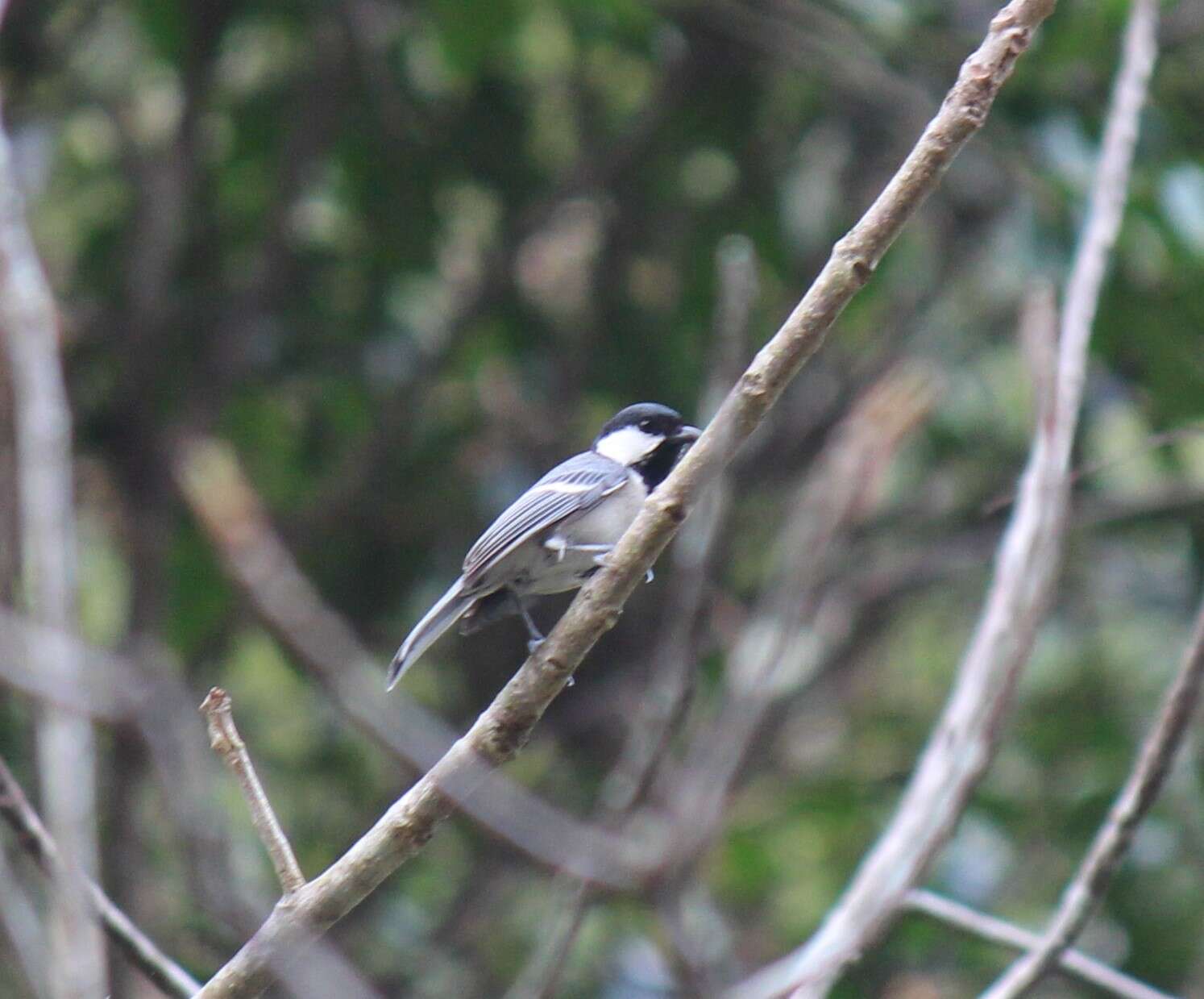 Imagem de Parus cinereus Vieillot 1818