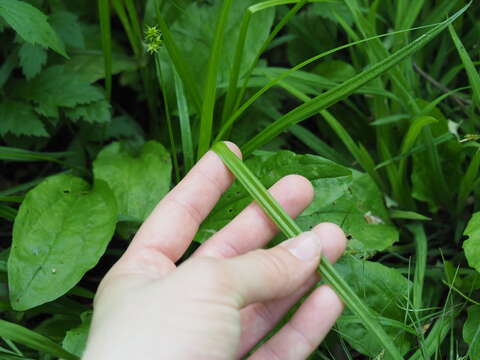 Слика од Carex cephaloidea (Dewey) Dewey ex Boott