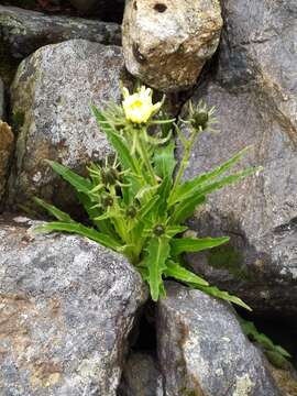 Image of Schlagintweitia intybacea (All.) Griseb.