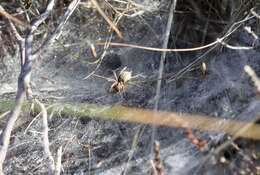 Image of Agelena labyrinthica (Clerck 1757)