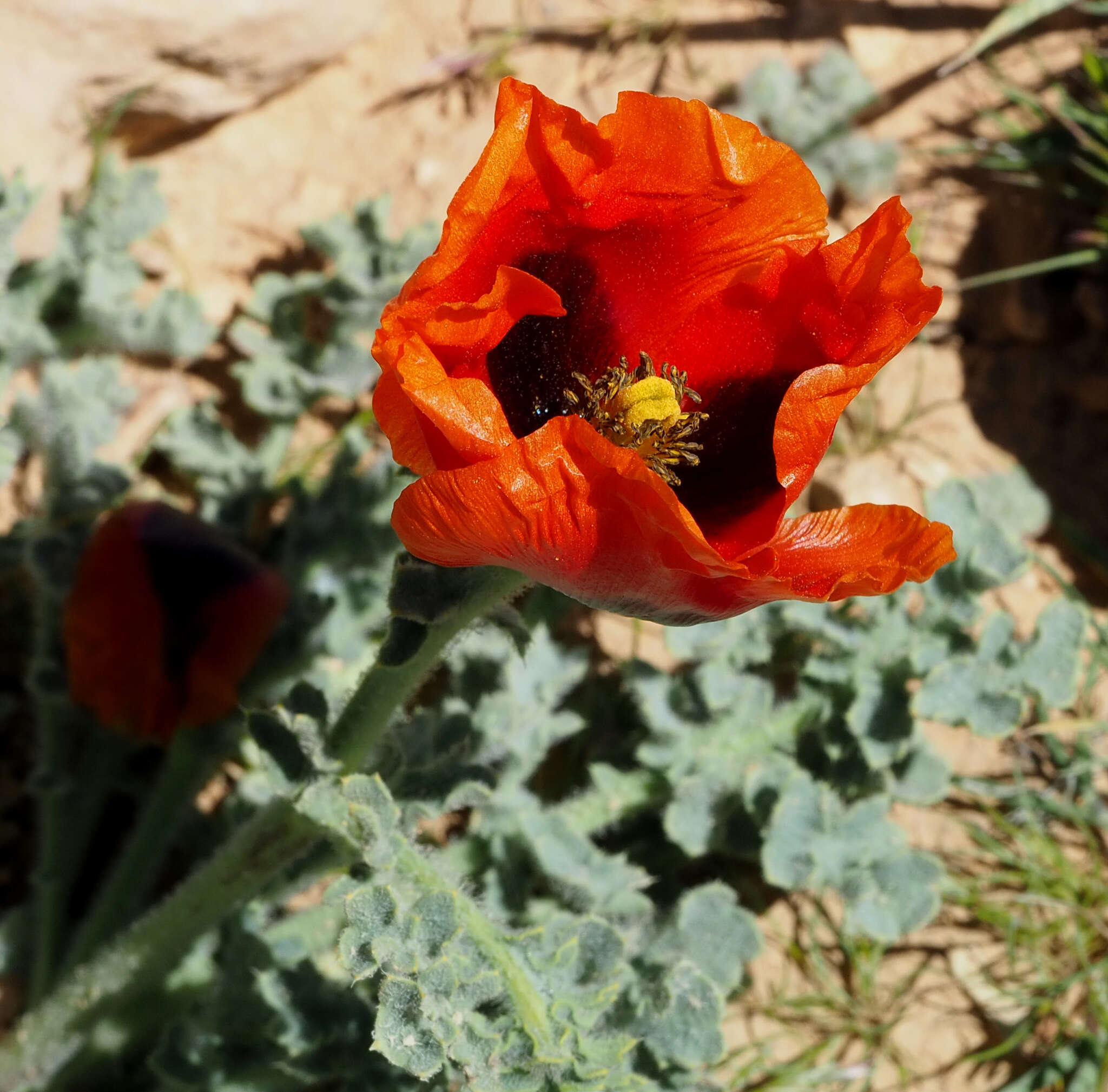 Image of Glaucium grandiflorum Boiss. & Huet