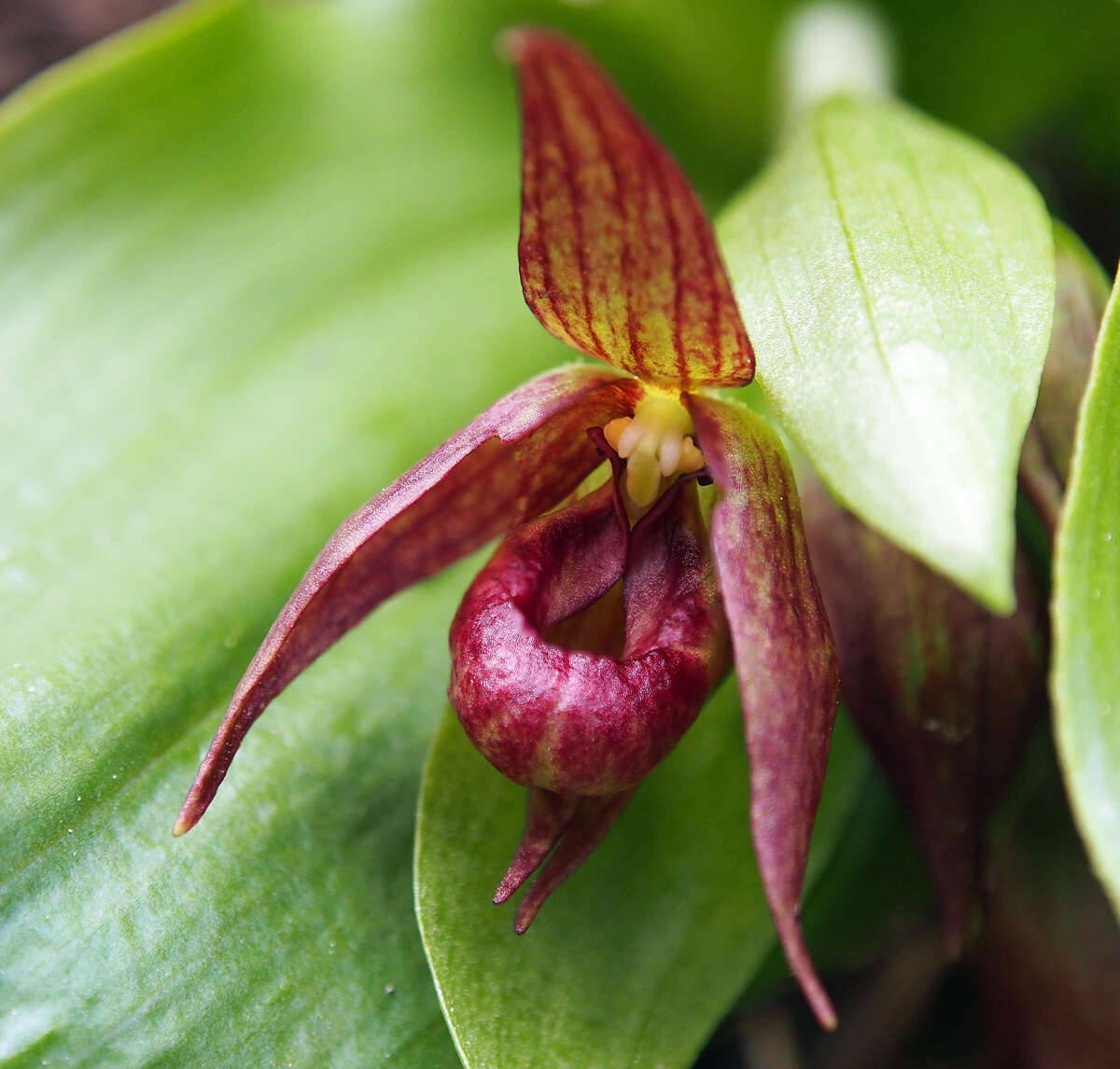 Image of Clustered lady's slipper