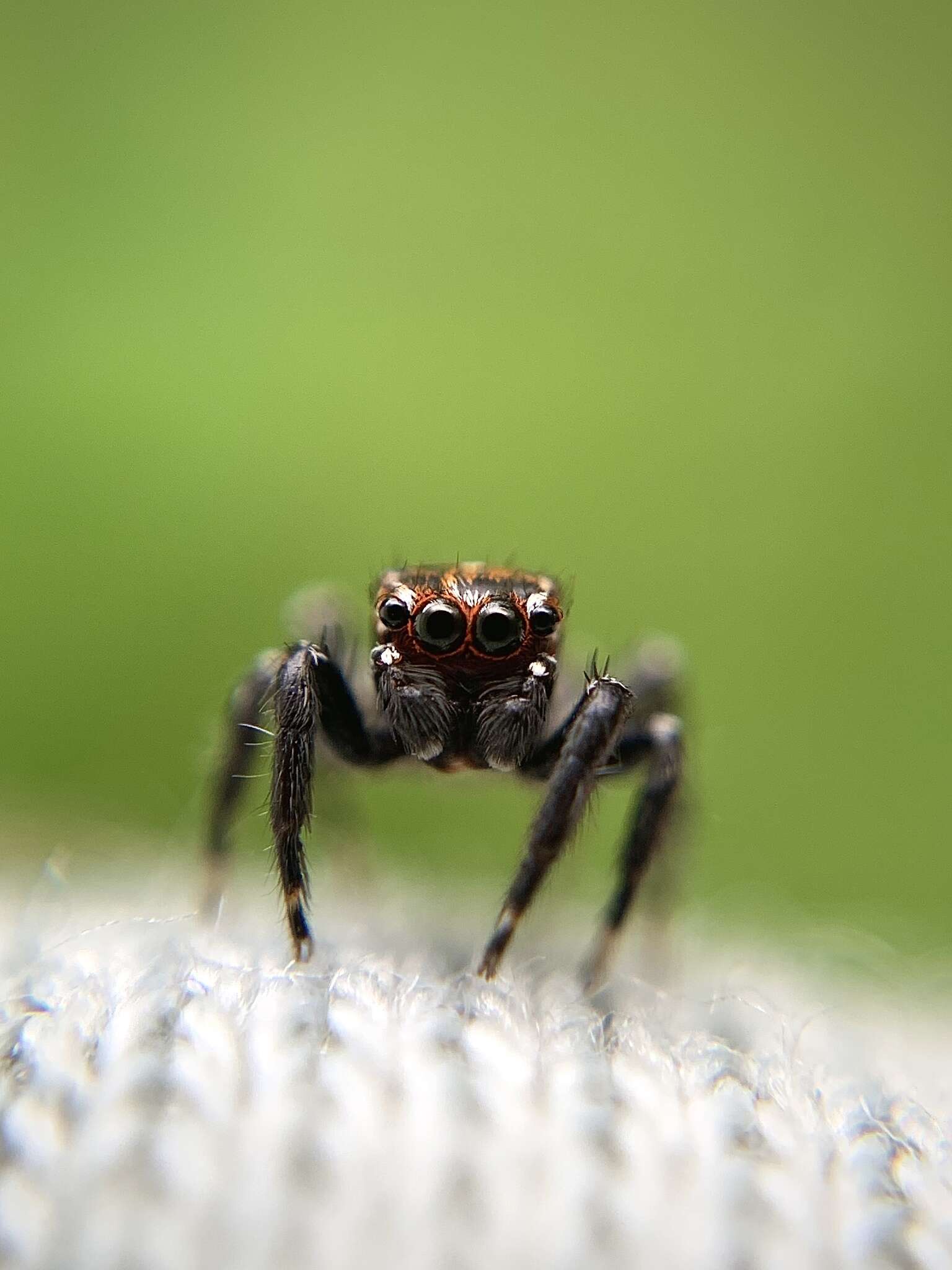 Image of Evarcha prosimilis Wesolowska & Cumming 2008