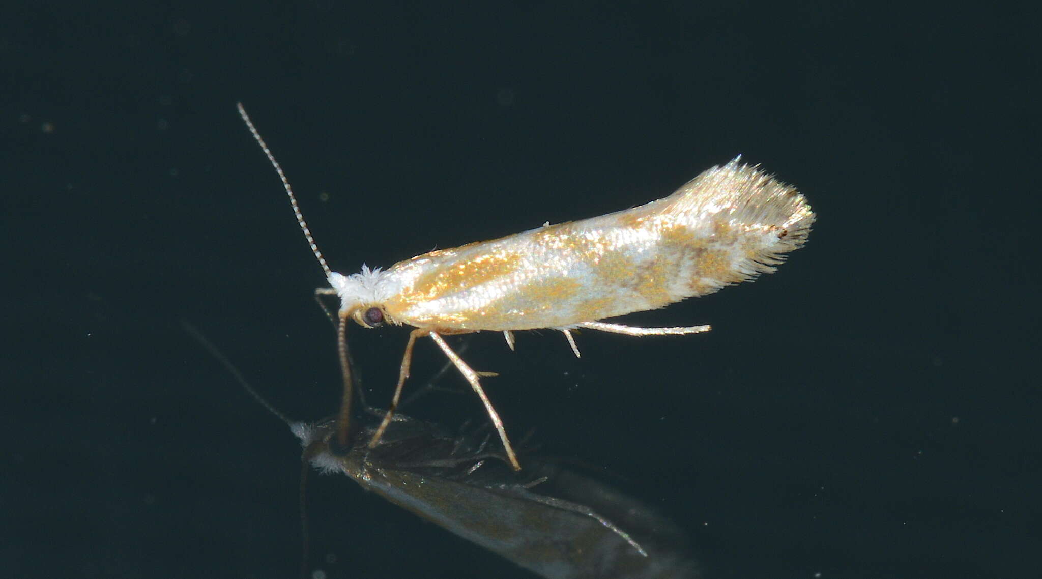 Image of Argyresthia canadensis Freeman 1972