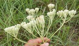 Image of groovestem Indian plantain