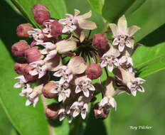 Image of common milkweed