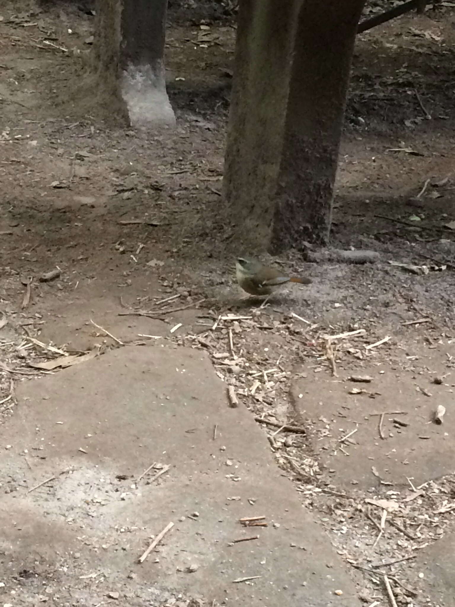 Image of White-browed Scrubwren