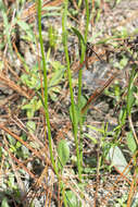 Image de Erigeron vernus (L.) Torr. & A. Gray